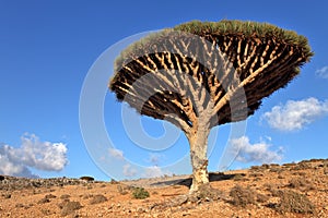 Dragon trees, Socotra Island, Yemen