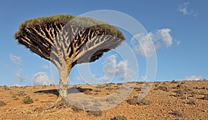Dragon trees, Socotra Island, Yemen