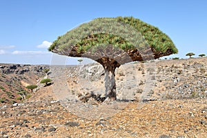 Dragon trees, Socotra Island, Yemen