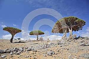 Dragon trees, Socotra Island, Yemen