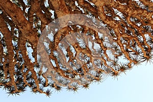 Dragon trees, Socotra Island, Yemen photo