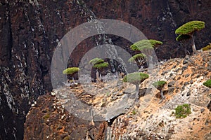 Dragon trees in Socotra mountains