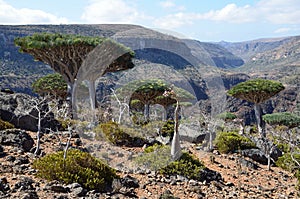 Dragon trees on Sokotra, Yemen