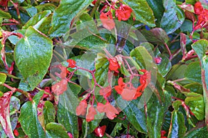 Dragon Wing Begonia  837076