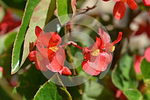 Dragon Wing Red Begonia