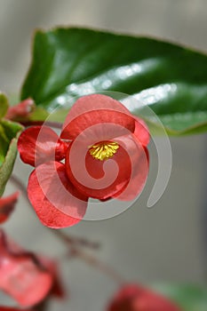 Dragon wing red begonia