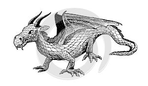 Dragon with wings, old fashioned hand drawn illustration