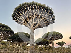 Dragonblood Tree Forest Socotra Island Yemen