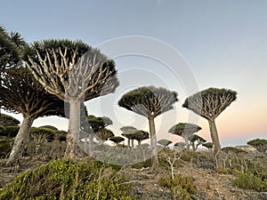 Dragonblood Tree Forest Socotra Island Yemen