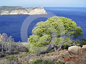 Dragonera Island, Mallorca, Spain photo