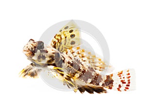 Dragonet fish isolated on white background