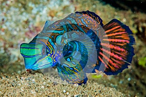 Dragonet mandarinfish in Banda, Indonesia underwater photo