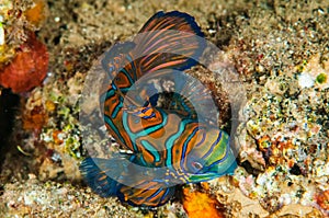 Dragonet mandarinfish in Banda, Indonesia underwater photo