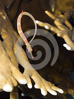 Dragonface Pipefish in dark background