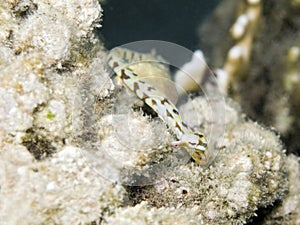 Dragonface Pipefish in red sea