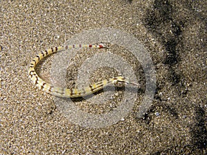 Dragonface Pipefish in the sand