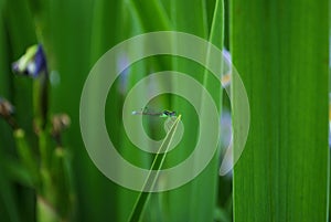 Dragonfl on a blade of grass in the park