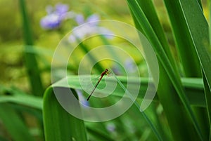 Dragonfl on a blade of grass in the park