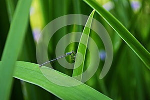 Dragonfl on a blade of grass in the park