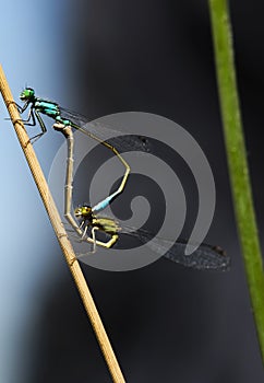 Dragonflies