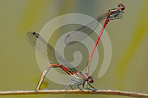 Dragonflies