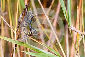 Dragonflies in the autumn reed