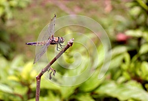 A Dragon fly on a tree stem.