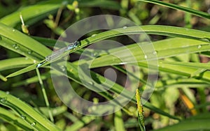 Dragonflies (damselflies)