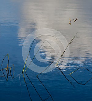 DRAGONFLIES DANCING