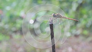 Dragonflies, dragonflies are waiting for prey on twigs