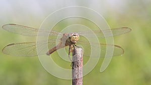 Dragonflies, dragonflies are waiting for prey on twigs