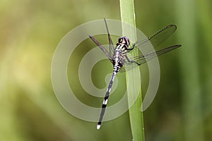 Dragonflies are a group of insects belonging to the Odonata