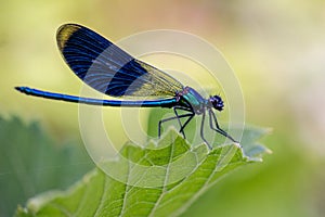 The dragonflies have a very voluminous head, the eyes made up of about 50,000 ommatidia and relatively short antennae; the two pai