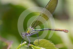 The dragonflies have a very voluminous head, the eyes made up of about 50,000 ommatidia and relatively short antennae; the two pai photo