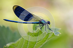 The dragonflies have a very voluminous head, the eyes made up of about 50,000 ommatidia and relatively short antennae; the two pai photo