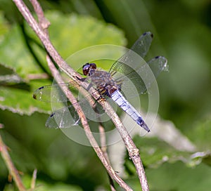 The dragonflies have a very voluminous head, the eyes made up of about 50,000 ommatidia and relatively short antennae photo