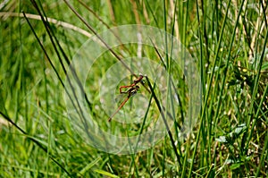 Dragonflies hold together on grass stems