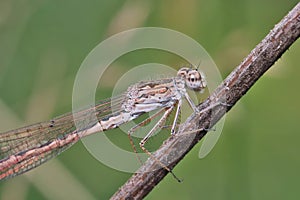 Dragonfly Coenagrionidae sits on a dry grass stalk. Transparent wings with a strict pattern are folded along the body.