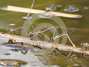 Dragonflies in love