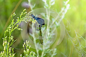 Dragonflies mate in the early morning on a bush