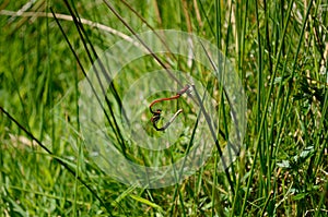 Dragonflies cling together on grass stems, starting a heart shape photo