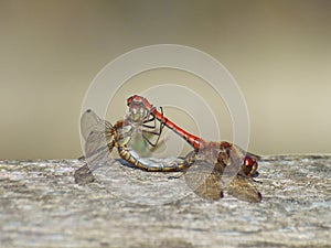 Dragonflies mating