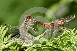 Dragonflies mating on a tree branche