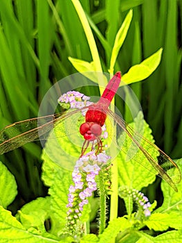 Dragonflies (Odonata): agile insects