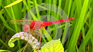 Dragonflies (Odonata): agile insects