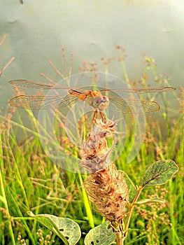 Dragonflies (Odonata): agile insects