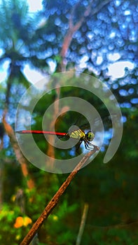 Dragonflies are one sign that the environment has unpolluted water