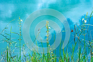 Dragonflies and Reflecting Clouds