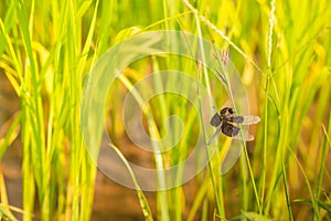 Dragonflies in rice fields