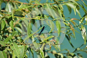 Dragonflies on a shrub and the Vrbas river. photo